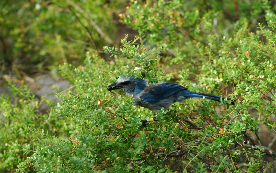 A Birder’s Paradise: Exploring Daytona Beach’s Top Birding Hotspots