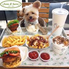 Paws and Plates: Daytona’s Top Pet-Friendly Eateries for You and Your Furry Friend