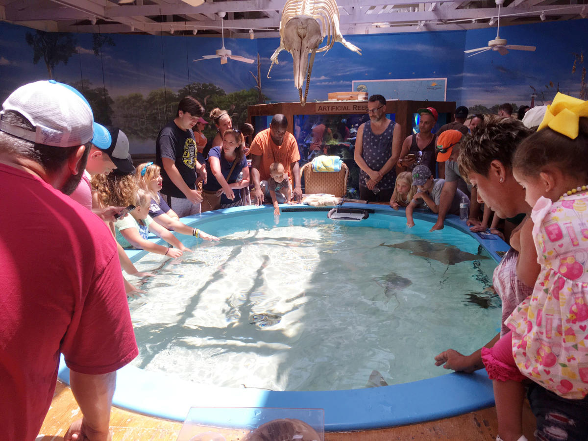 Dive into the wonders of marine life at the Marine Science Center.