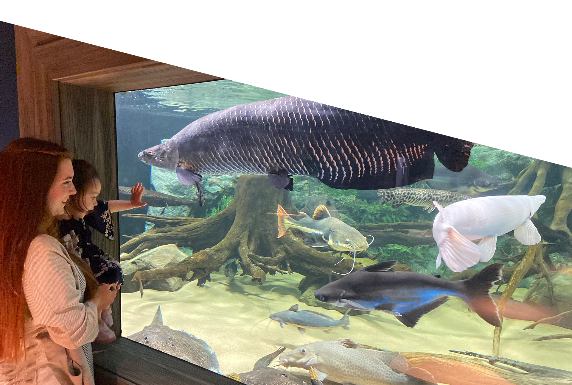 Discover the majestic Arapaima: A glimpse into the aquatic marvels at Daytona.